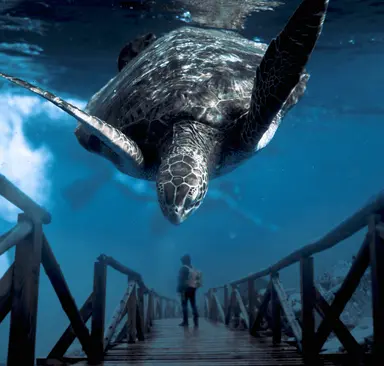 Are you ready to go home after the sunset view?